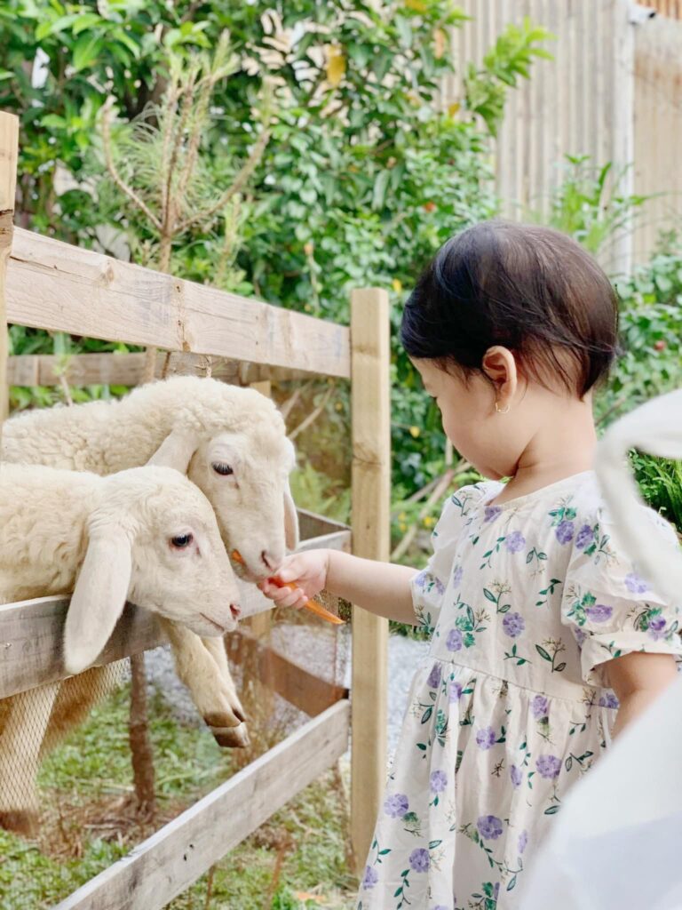 sunny farm – nông trại xanh giữa lòng sài gòn