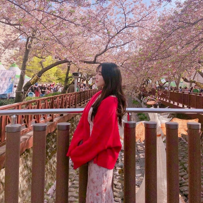 Có một mùa hoa anh đào đẹp tựa cổ tích tại thị trấn Jinhae Hàn Quốc