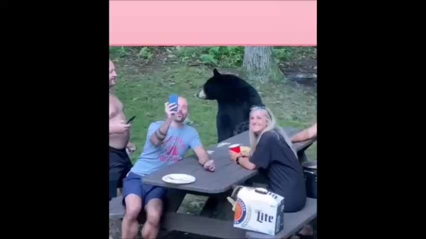 Du khách hào hứng khi gấu đen ghé thăm