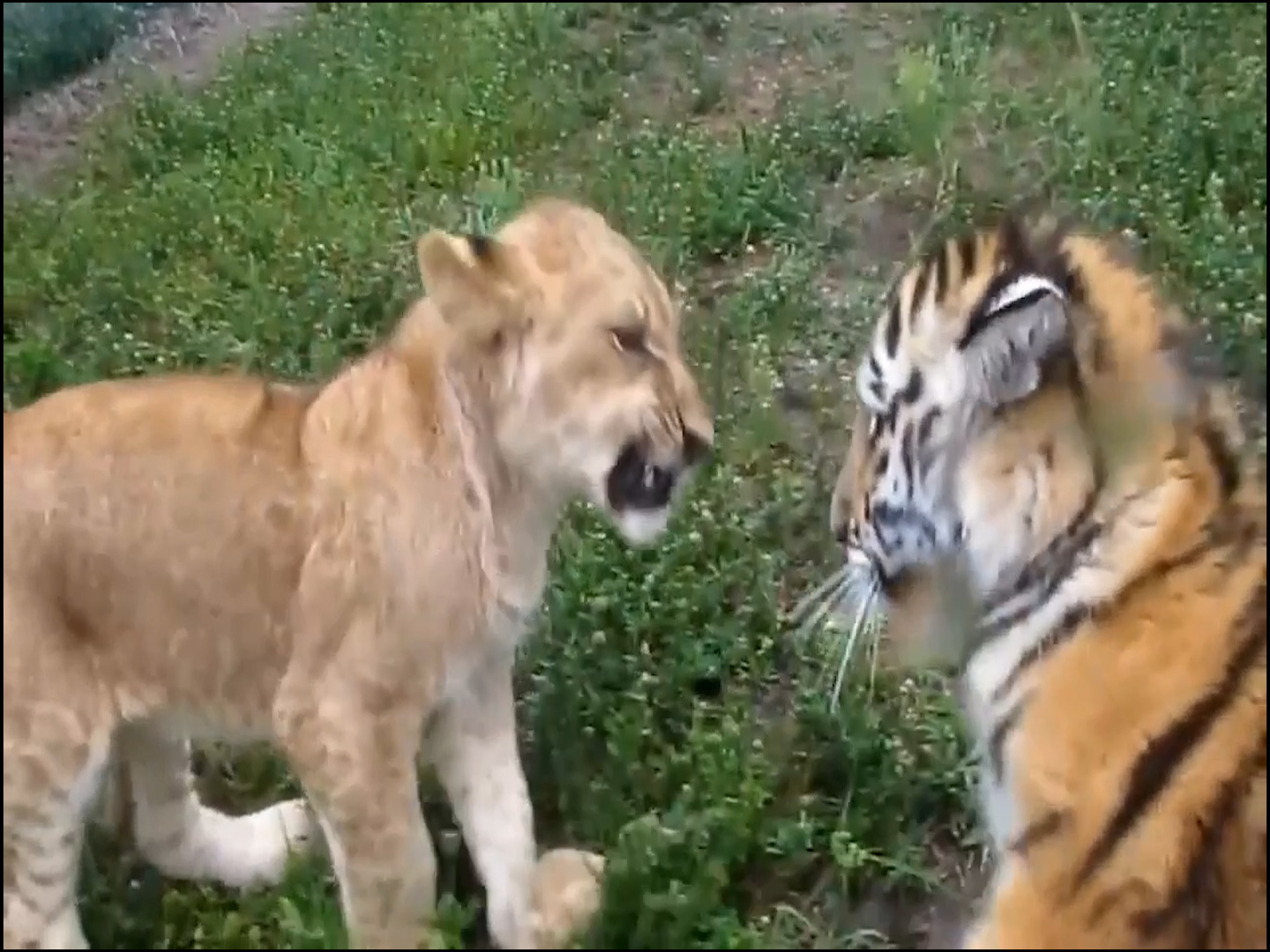 Sư tử và hổ đấu võ