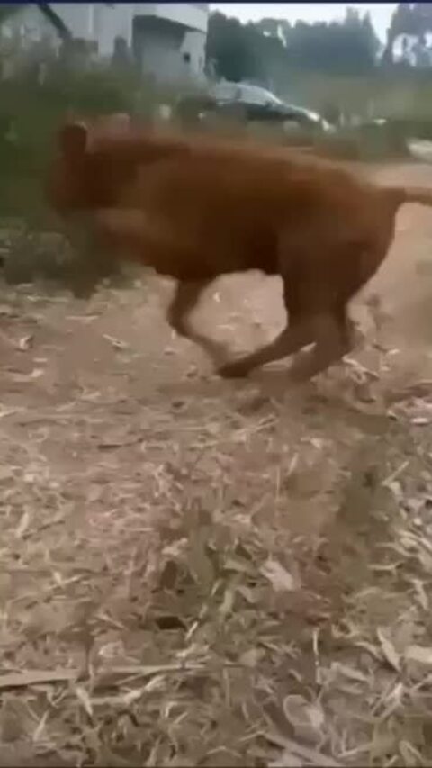 Bò dùng chân cào đất dọa cún cưng