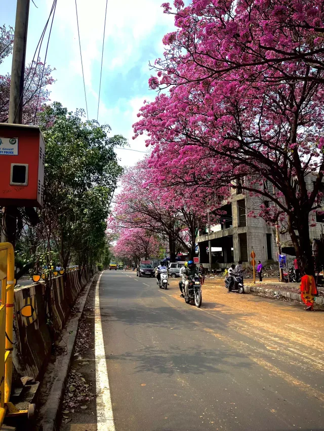 top places to check out gorgeous cherry blossoms in india