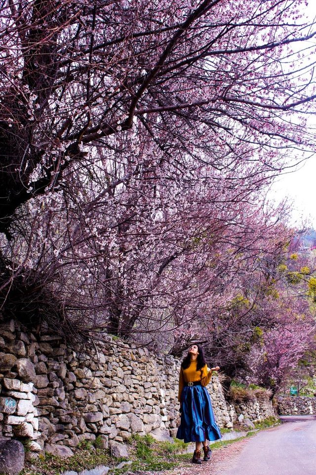Top Places to Check Out Gorgeous Cherry Blossoms in India