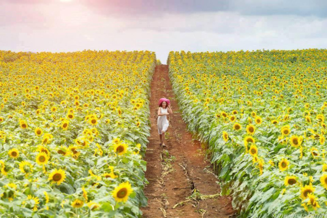 Bỏ túi tất tần tật 12 cánh đồng hoa hướng dương đẹp nhất Việt Nam