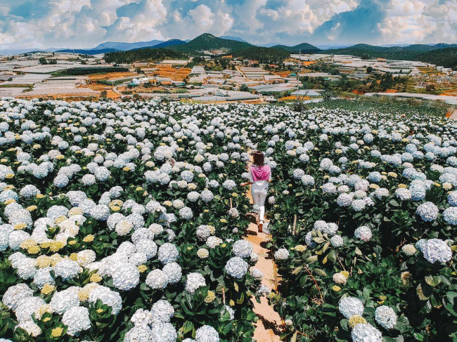 Lùng ra địa chỉ 13 loài hoa hot hit ở Đà Lạt hội sống ảo nhất định phải check-in
