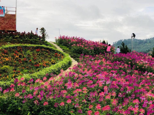Điện Biên xuất hiện thung lũng hoa trên đỉnh đèo hệt như vườn cổ tích