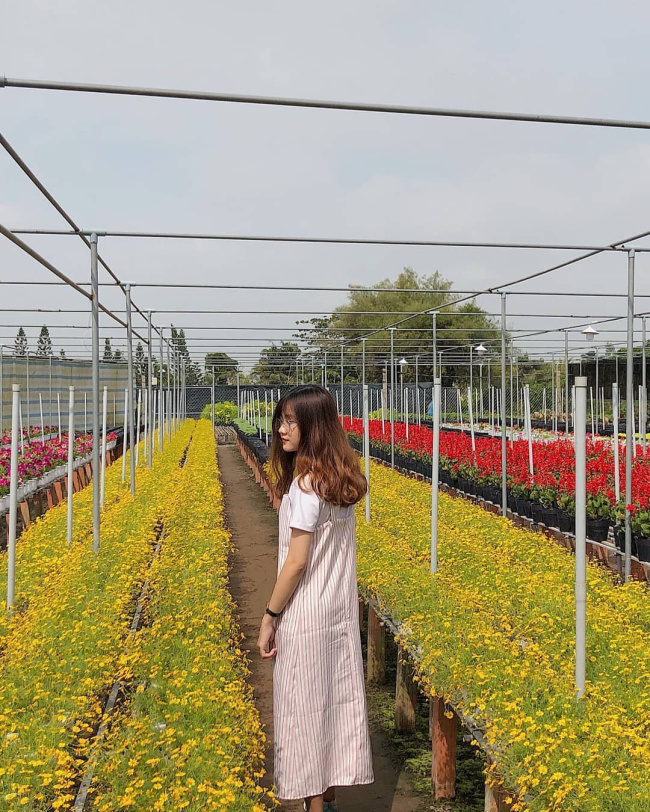Đẹp mê ly làng hoa đẹp nhất Nam Bộ khiến hội chị em phát cuồng