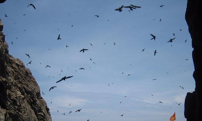 Chiêm ngưỡng mùa chim yến làm tổ ở Côn Đảo siêu vui và trải nghiệm