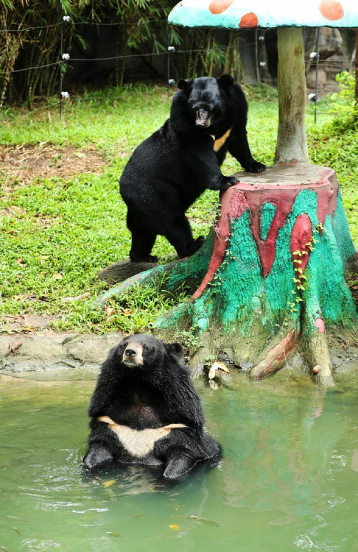 Đến sở thú tận mắt chứng kiến “khả năng tấu hài” của các chú gấu đen: Hài hước, vô tri không kém cạnh gấu nước bạn