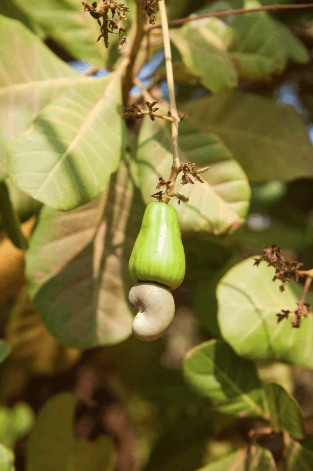the many ways goa loves its cashews