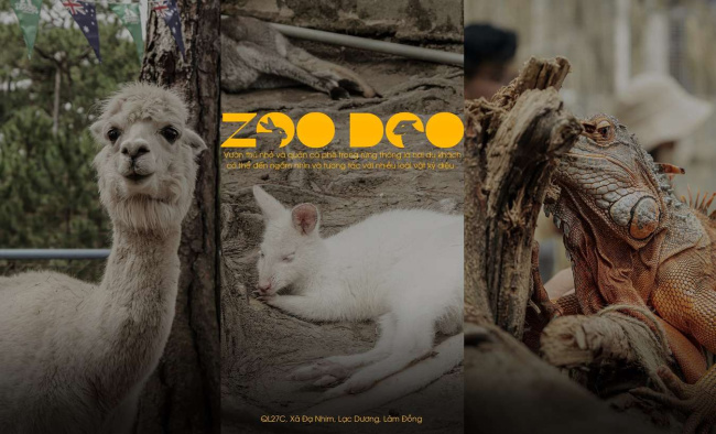 Zoodoo Đà Lạt – Ngôi nhà của những sinh vật đáng yêu