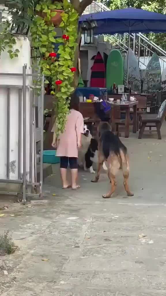 Cô chủ dẫn đồng đội cún đi cãi lộn