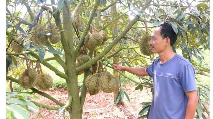 Three farmers earn billions, each planting a “super” fruit tree
