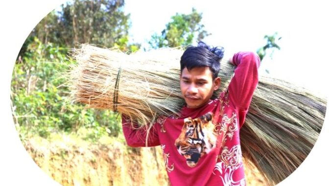 The harvest season of “heavenly fortune” in the mountainous region of Quang