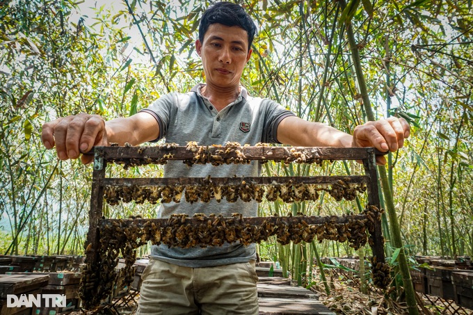beekeepers, danang, enrich, worker, raising millions of “humming workers” now and then make a lot of money tomorrow