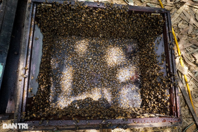 beekeepers, danang, enrich, worker, raising millions of “humming workers” now and then make a lot of money tomorrow