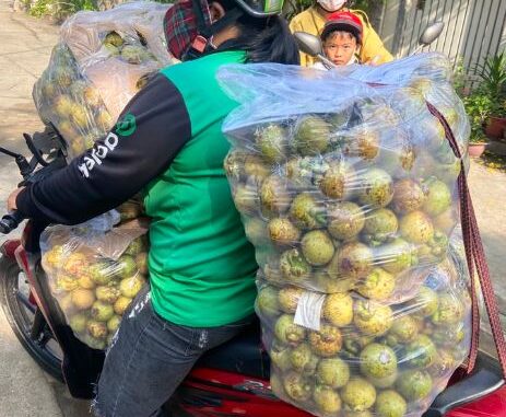ho chi minh city, mangosteen, thu duc city, price more than half a million / kg, mangosteen traders “kill” to make money