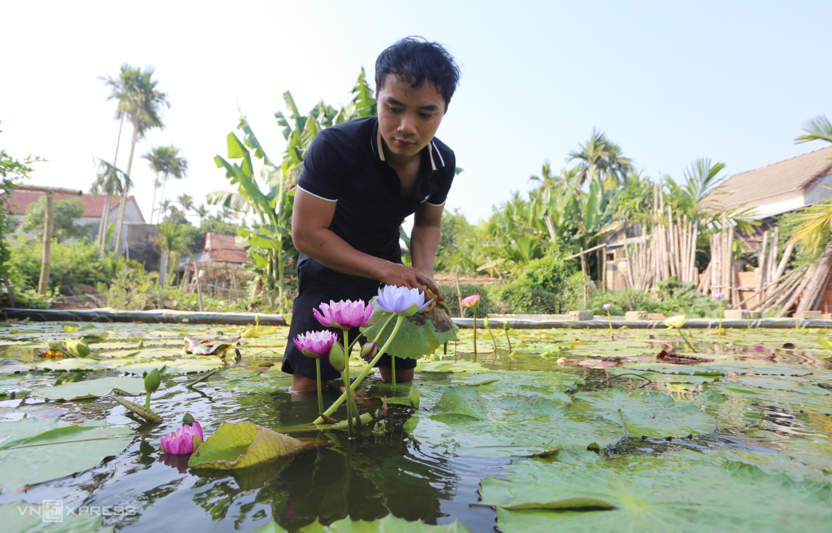 get rich from farming, lily, quang nam, starting a business, the boy who grows water lilies earns vnd 50 million per month