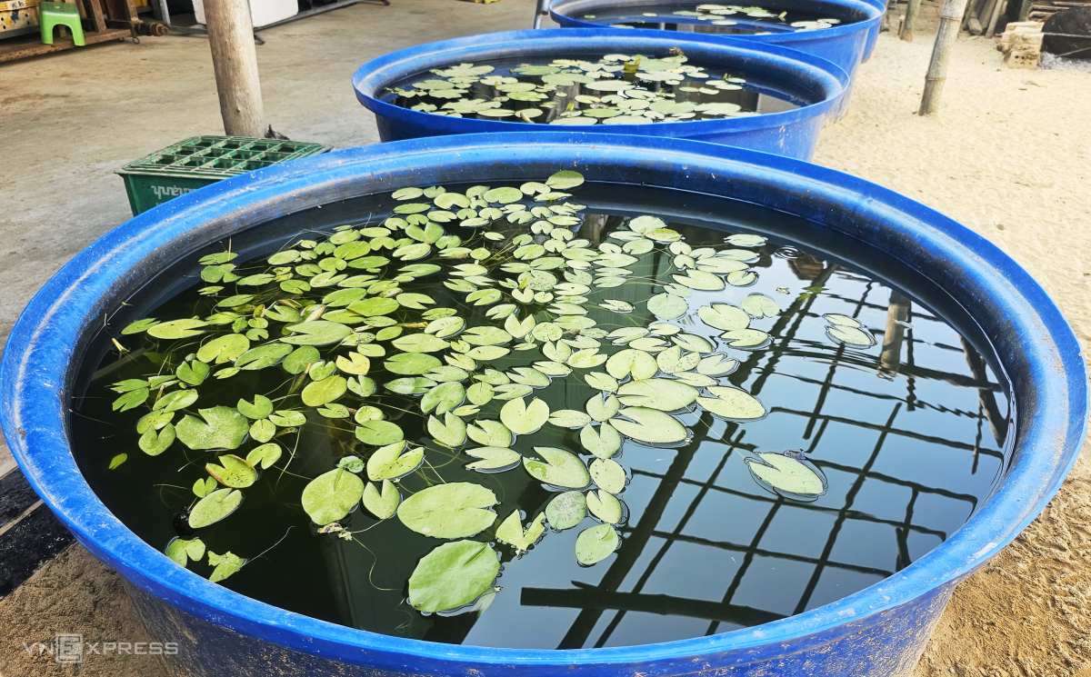 get rich from farming, lily, quang nam, starting a business, the boy who grows water lilies earns vnd 50 million per month