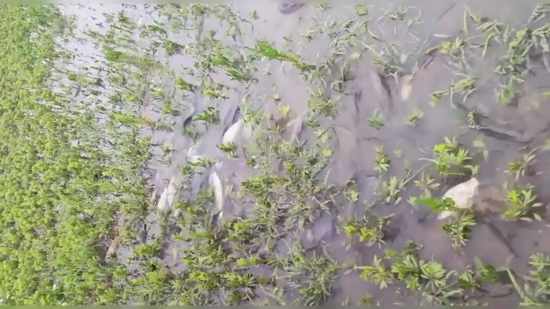 Đàn cá vui vẻ đón nước về đồng