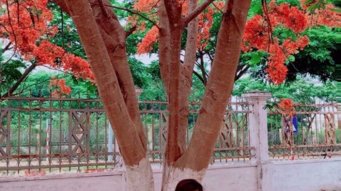 discover family, famous gia lai tourist destination, gia lai tourism, red phoenix flower festival, ‘hunting’ spots to see phoenix flowers in gia lai are brilliantly beautiful to call summer