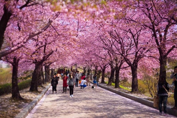 Cách đi du lịch Hàn Quốc nhanh và tiện lợi nhất dành cho tín đồ yêu du lịch