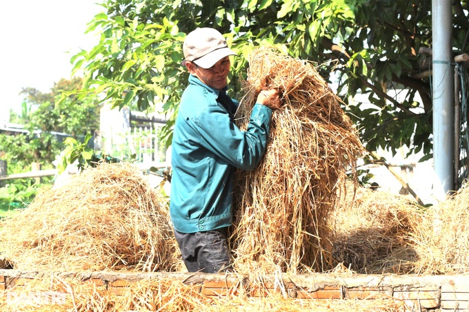 binh tri commune, straw mushrooms in binh tri commune, farmers change their lives thanks to… straw