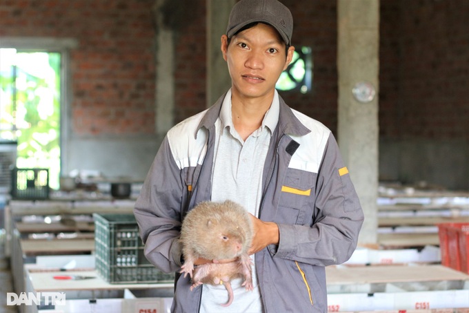 dai hiep commune, dai loc district, quang nam province, raise big mice, eat less, and earn high profits