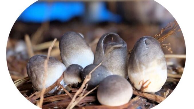 How to Grow Paddy Straw Mushrooms - Volvariella volvacea - Mushroom Mountain