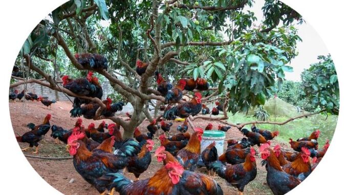 bac giang province, chickens, lien chung commune, tan yen district, telling each other to feed the chickens super luxury, farmers earn half a billion dong a year
