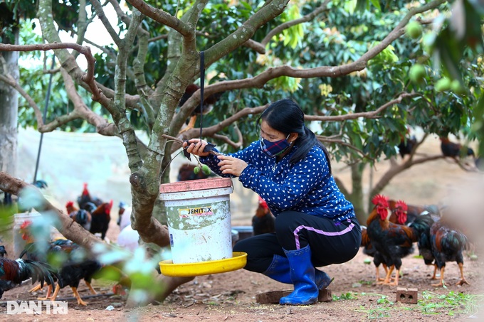 bac giang province, chickens, lien chung commune, tan yen district, telling each other to feed the chickens super luxury, farmers earn half a billion dong a year