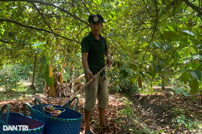 binh duong, swinging to pick, swinging to pick the “most popular social network” fruit to earn half a million a day
