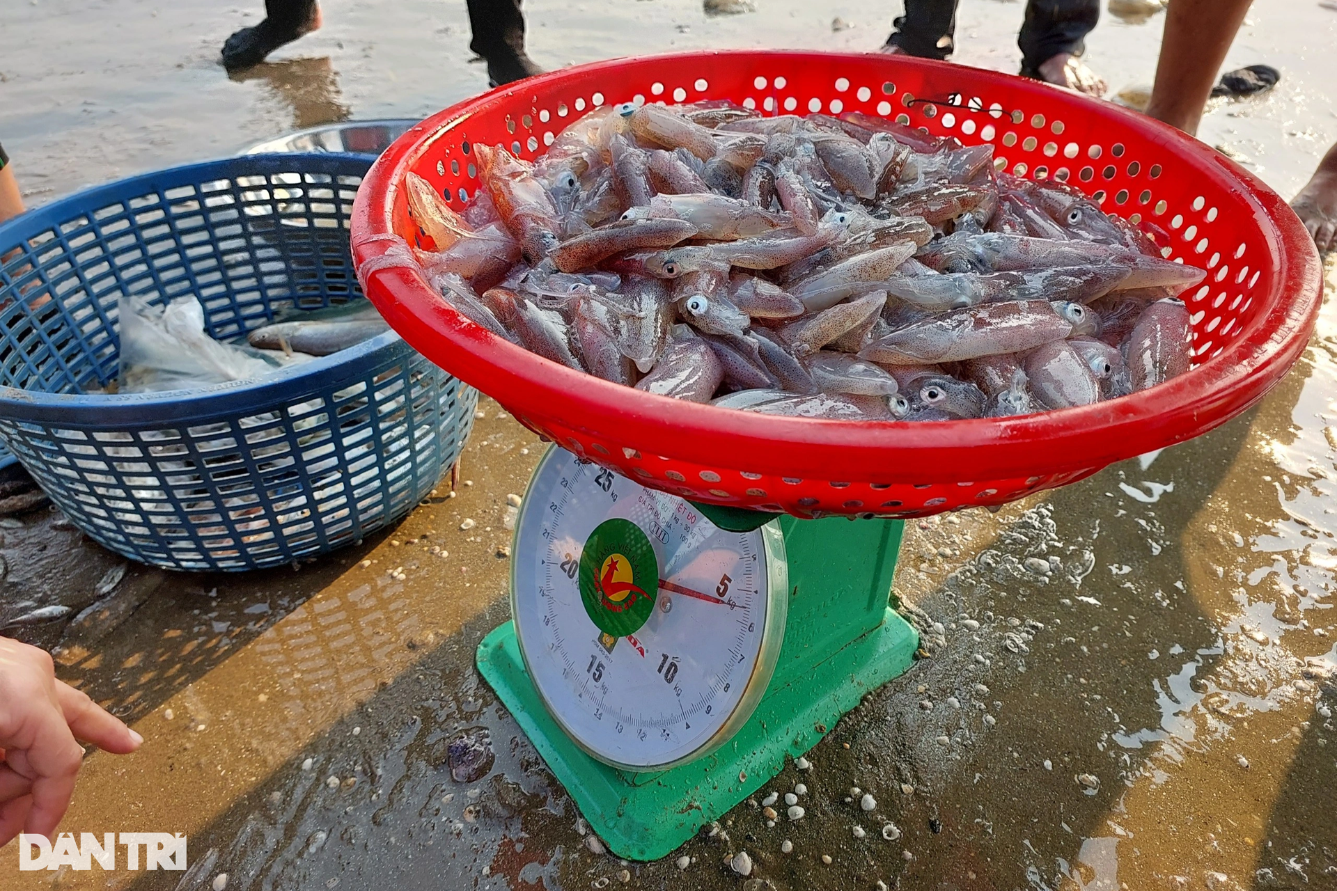 ha tinh province, loc ha district, the group of people “exercising” on the beach also brought back dozens of kilograms of fresh squid