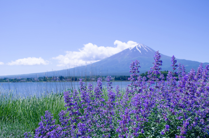 “Refresh” tinh thần hiệu quả ở những vườn Lavender đẹp nhất thế giới