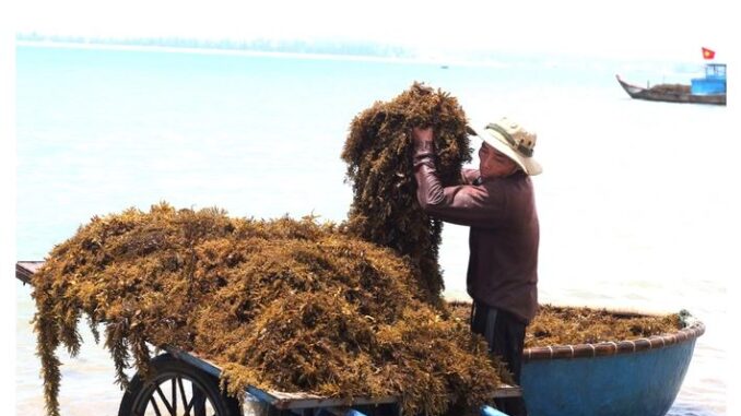 nui thanh district, picking clean vegetables, quang nam, picking clean vegetables… under the sea, fishermen make millions every day