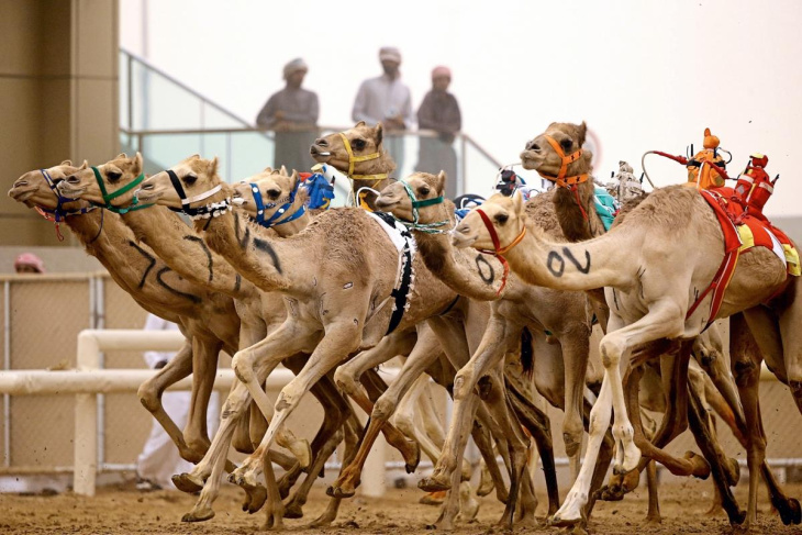 Du lịch Qatar xem đua lạc đà ở Doha