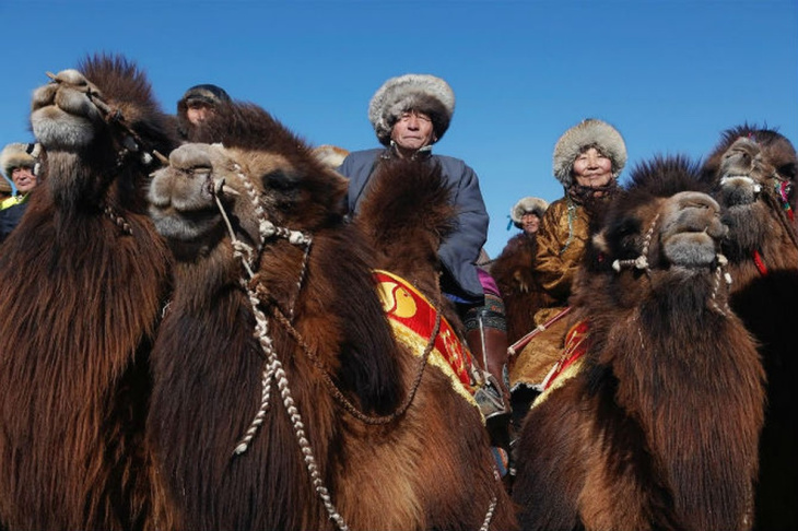Lễ hội lạc đà Temeenii Bayar Mông Cổ