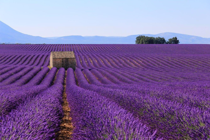 Mê mẩn vẻ đẹp của những cánh đồng hoa lavender ở Grasse, Pháp