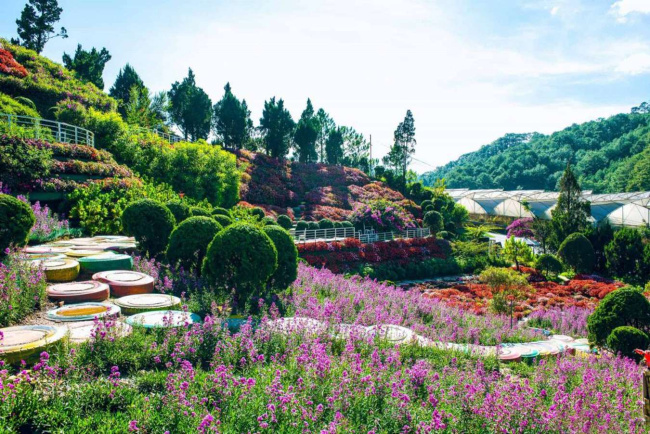 Quê Garden: khám phá “Nhật Bản thu nhỏ” trong lòng Đà Lạt