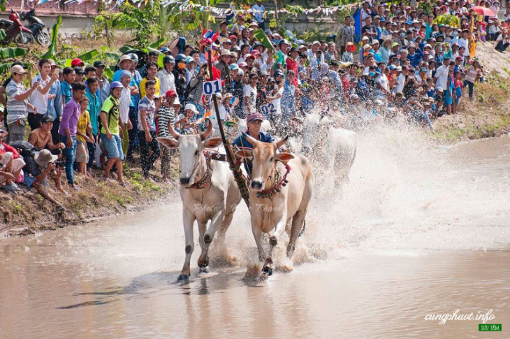 Lễ hội đua bò Bảy Núi hấp dẫn ở An Giang