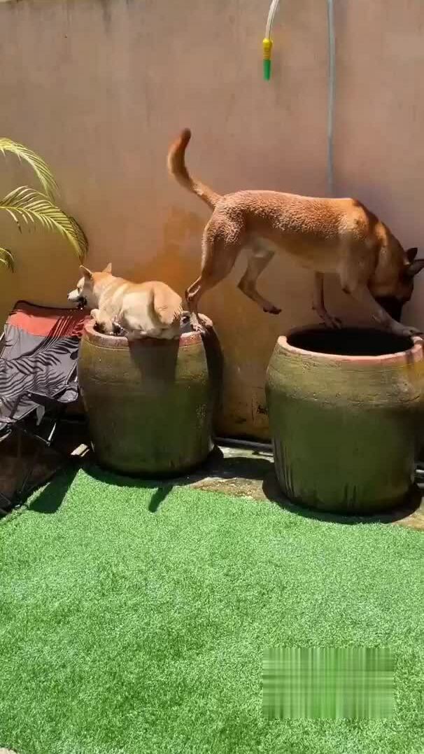 Cún cưng ngâm mình trong vại nước tránh nóng