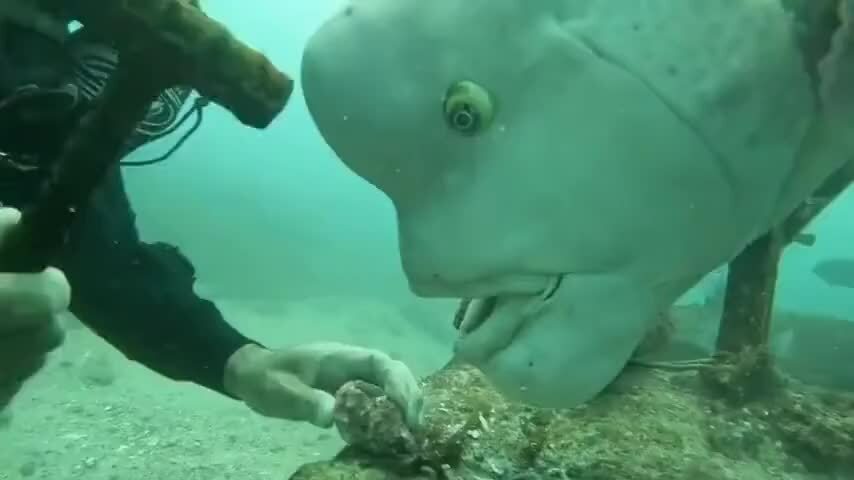 Cá khủng giục thợ lặn nhanh tay đập thức ăn