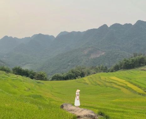 conservation area, from hanoi, nature reserve, thanh hoa, with 2 million vnd you can go to explore pu luong which is entering the most beautiful ripe rice season