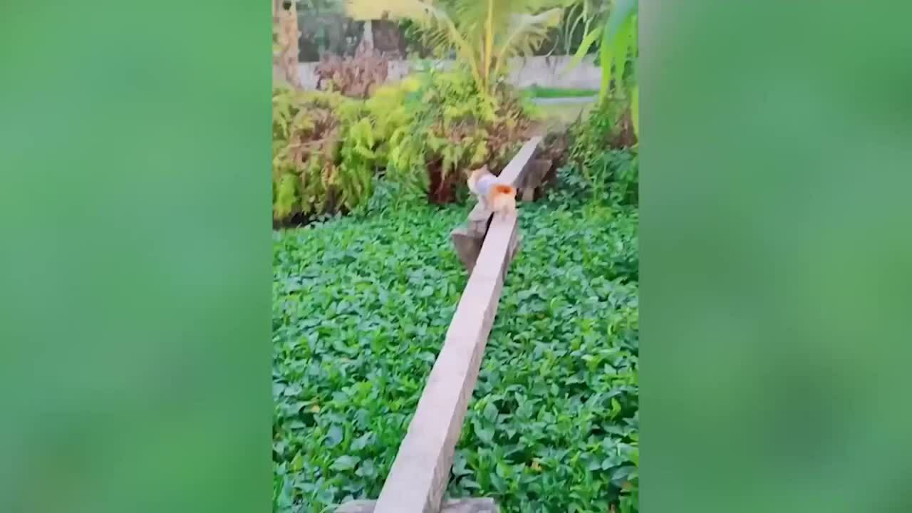 Chó cưng đi qua cầu khỉ bằng mông