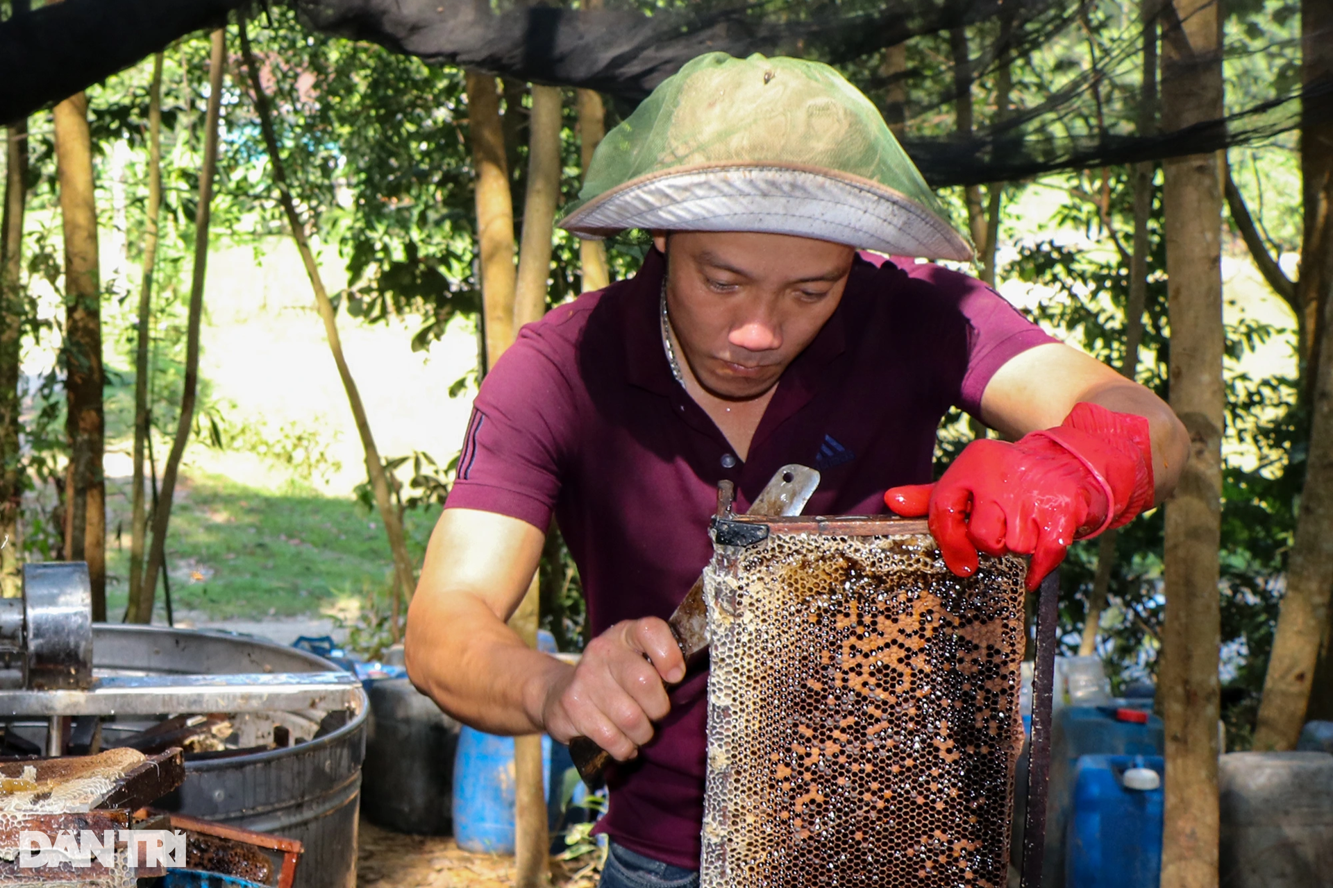 bee farm, honey spin, labor, seasonal workers, eat seasonal bees to make honey, seasonal workers earn 250,000 vnd in 4 hours