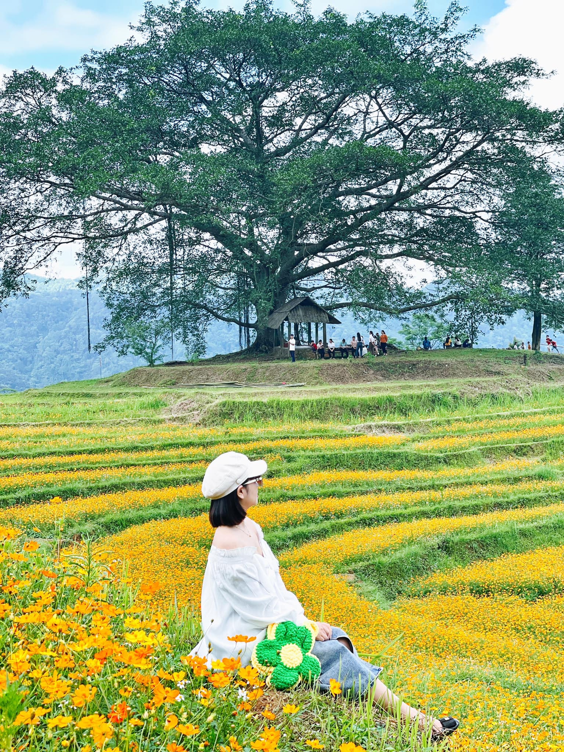 cao phong district, hoa binh province, hop phong commune, the hill is full of beautiful and romantic butterfly flowers like a movie causing “fever” in hoa binh