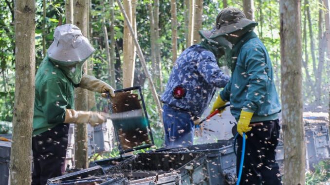 Eat seasonal bees to make honey, seasonal workers earn 250,000 VND in 4 hours