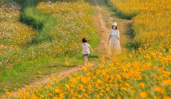 The hill is full of beautiful and romantic butterfly flowers like a movie causing “fever” in Hoa Binh