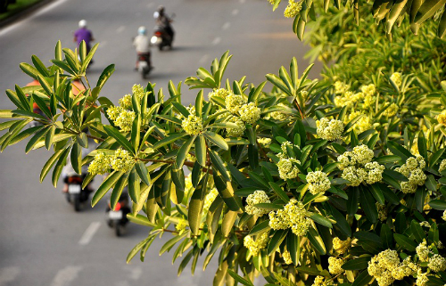 hoa sữa hà nội – rừng hoa giữa lòng thành phố thủ đô hà nội