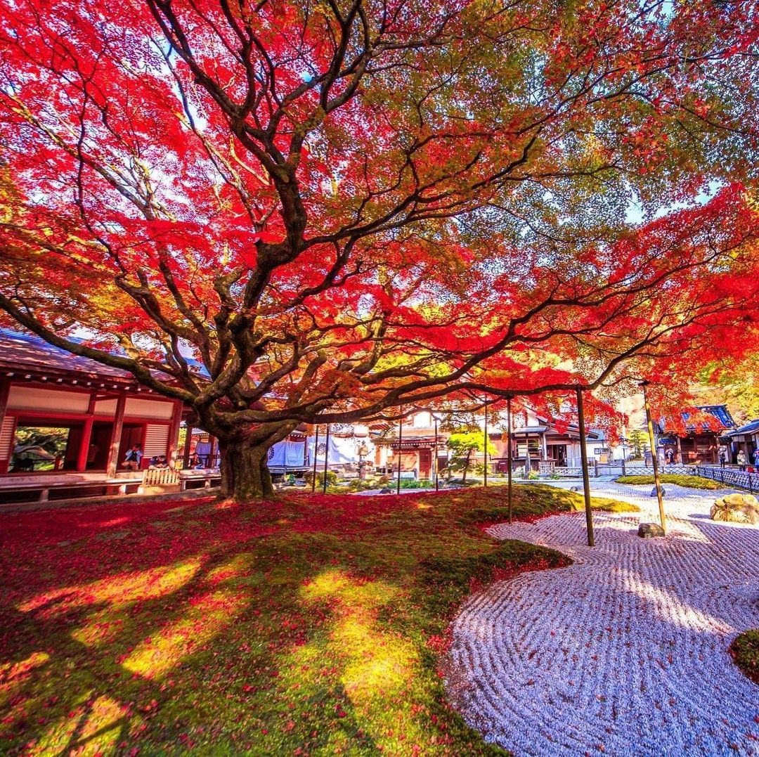 Mùa Thu Nhật Bản đẹp Nhất Trong Năm?